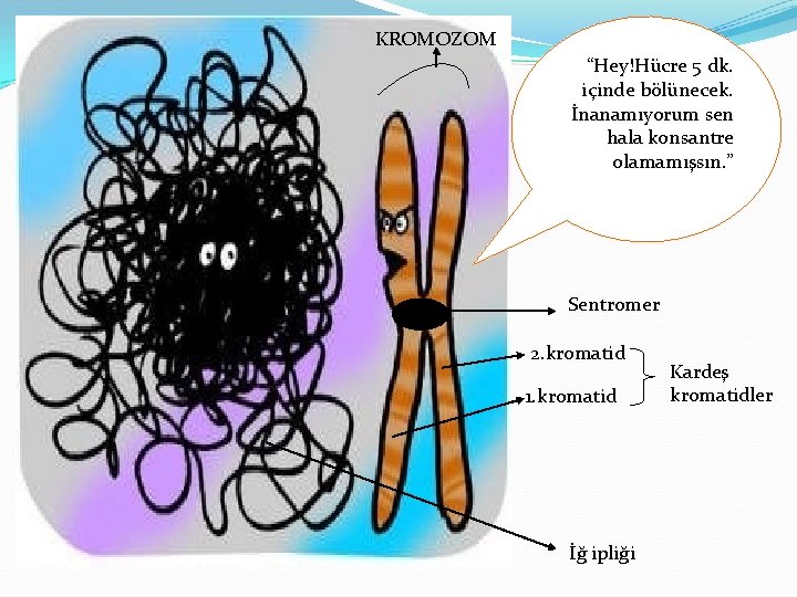 KROMOZOM “Hey!Hücre 5 dk. içinde bölünecek. İnanamıyorum sen hala konsantre olamamışsın. ” Sentromer 2.