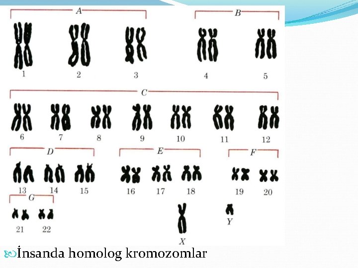  İnsanda homolog kromozomlar 