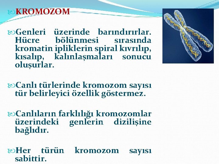  KROMOZOM Genleri üzerinde barındırırlar. Hücre bölünmesi sırasında kromatin ipliklerin spiral kıvrılıp, kısalıp, kalınlaşmaları