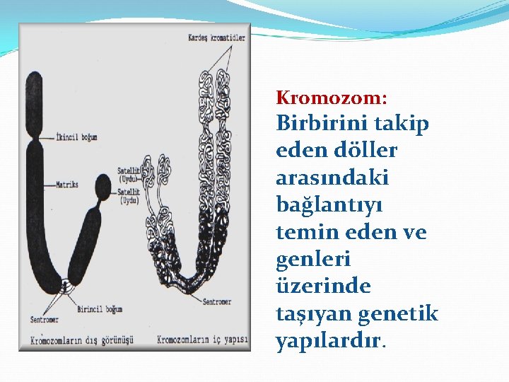 Kromozom: Birbirini takip eden döller arasındaki bağlantıyı temin eden ve genleri üzerinde taşıyan genetik