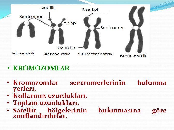  • KROMOZOMLAR • Kromozomlar sentromerlerinin bulunma yerleri, • Kollarının uzunlukları, • Toplam uzunlukları,