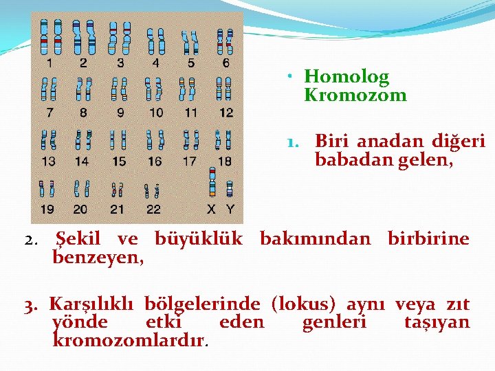  • Homolog Kromozom 1. Biri anadan diğeri babadan gelen, 2. Şekil ve büyüklük