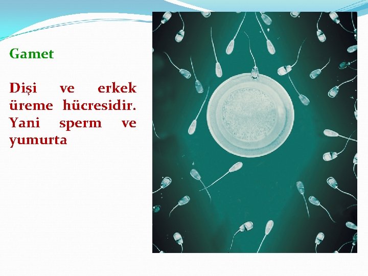 Gamet Dişi ve erkek üreme hücresidir. Yani sperm ve yumurta 