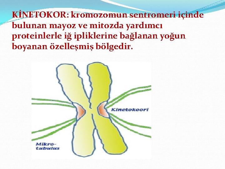 KİNETOKOR: kromozomun sentromeri içinde bulunan mayoz ve mitozda yardımcı proteinlerle iğ ipliklerine bağlanan yoğun