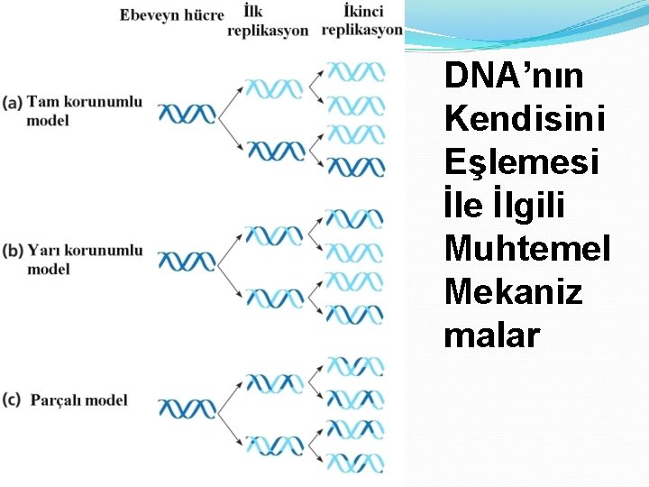 DNA’nın Kendisini Eşlemesi İle İlgili Muhtemel Mekaniz malar 