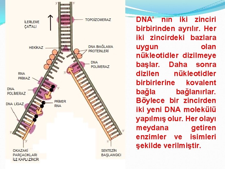 DNA’ nın iki zinciri birbirinden ayrılır. Her iki zincirdeki bazlara uygun olan nükleotidler dizilmeye