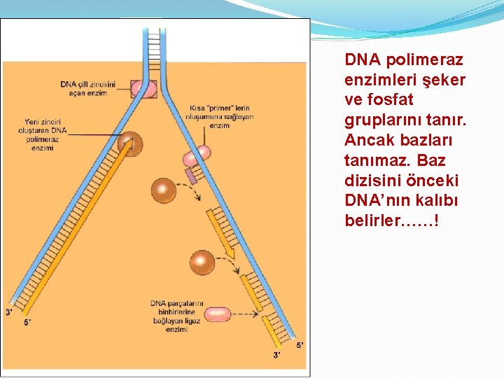 DNA polimeraz enzimleri şeker ve fosfat gruplarını tanır. Ancak bazları tanımaz. Baz dizisini önceki