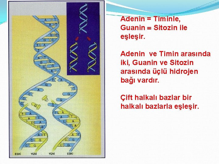 Adenin = Timinle, Guanin Sitozin ile eşleşir. Adenin ve Timin arasında iki, Guanin ve