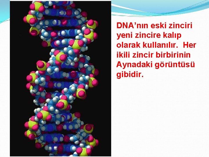 DNA’nın eski zinciri yeni zincire kalıp olarak kullanılır. Her ikili zincir birbirinin Aynadaki görüntüsü