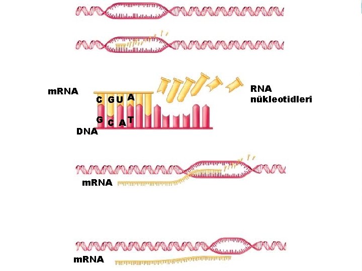 m. RNA C GU A G C AT DNA m. RNA RNA nükleotidleri 