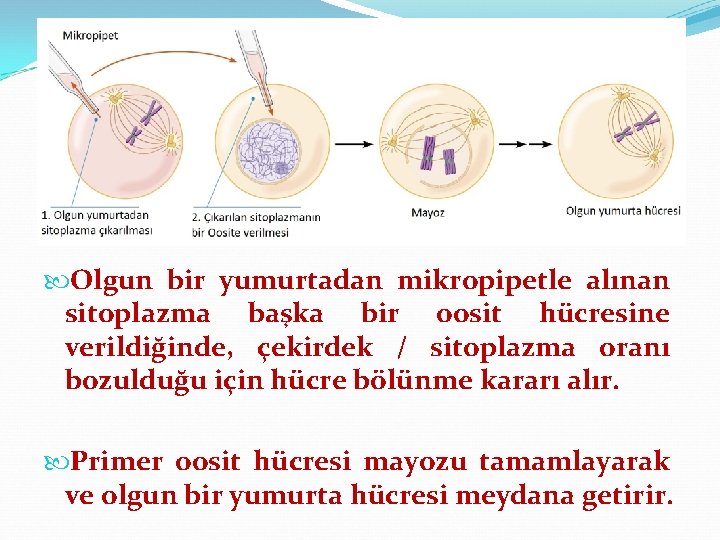  Olgun bir yumurtadan mikropipetle alınan sitoplazma başka bir oosit hücresine verildiğinde, çekirdek /