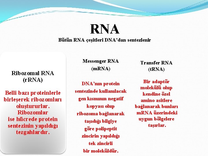 RNA Bütün RNA çeşitleri DNA’dan sentezlenir Ribozomal RNA (r. RNA) Belli bazı proteinlerle birleşerek