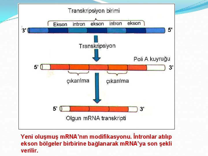 Yeni oluşmuş m. RNA’nın modifikasyonu. İntronlar atılıp ekson bölgeler birbirine bağlanarak m. RNA’ya son