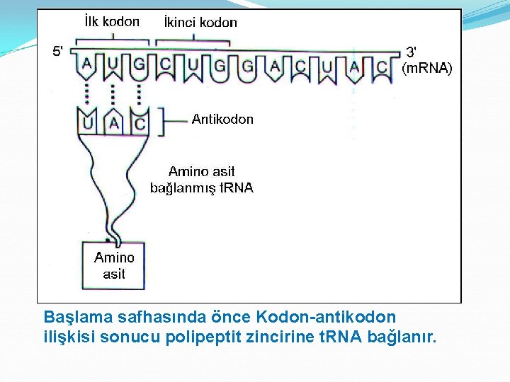 Başlama safhasında önce Kodon-antikodon ilişkisi sonucu polipeptit zincirine t. RNA bağlanır. 