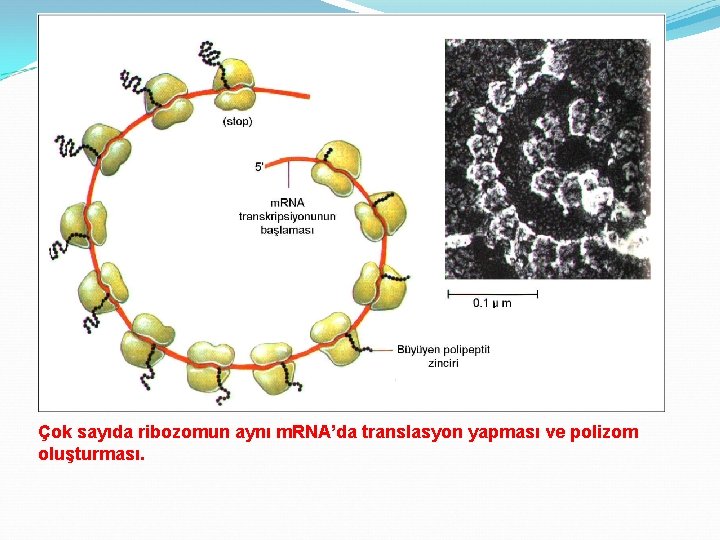 Çok sayıda ribozomun aynı m. RNA’da translasyon yapması ve polizom oluşturması. 
