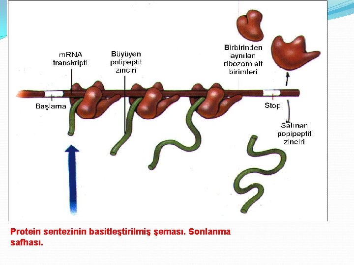 Protein sentezinin basitleştirilmiş şeması. Sonlanma safhası. 