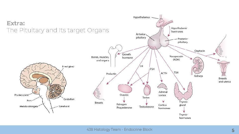 Extra: The Pituitary and Its target Organs 438 Histology Team - Endocrine Block 5