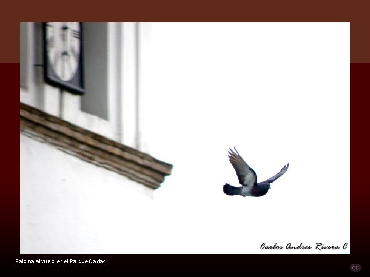 Paloma al vuelo en el Parque Caldas 