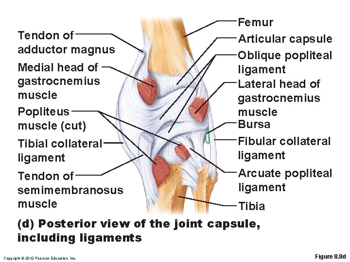 Tendon of adductor magnus Medial head of gastrocnemius muscle Popliteus muscle (cut) Tibial collateral