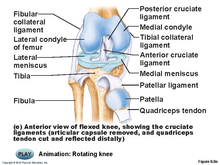 Fibular collateral ligament Lateral condyle of femur Lateral meniscus Tibia Posterior cruciate ligament Medial