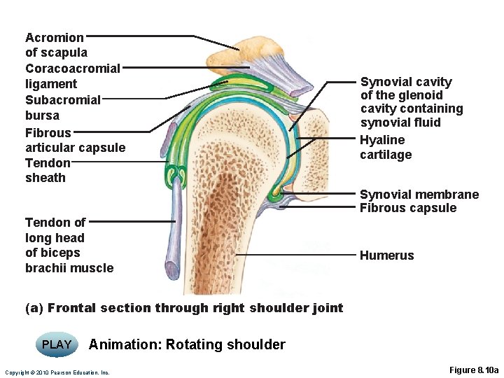 Acromion of scapula Coracoacromial ligament Subacromial bursa Fibrous articular capsule Tendon sheath Synovial cavity