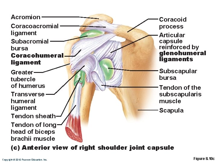 Acromion Coracoacromial ligament Subacromial bursa Coracohumeral ligament Coracoid process Articular capsule reinforced by glenohumeral