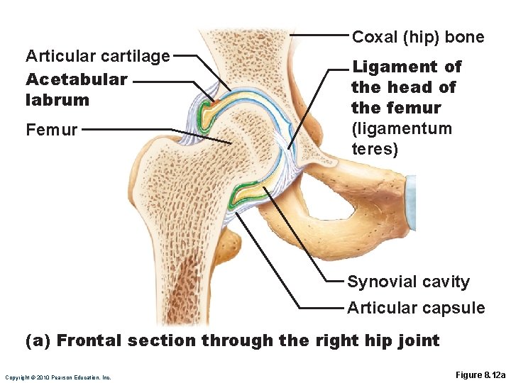 Articular cartilage Acetabular labrum Femur Coxal (hip) bone Ligament of the head of the
