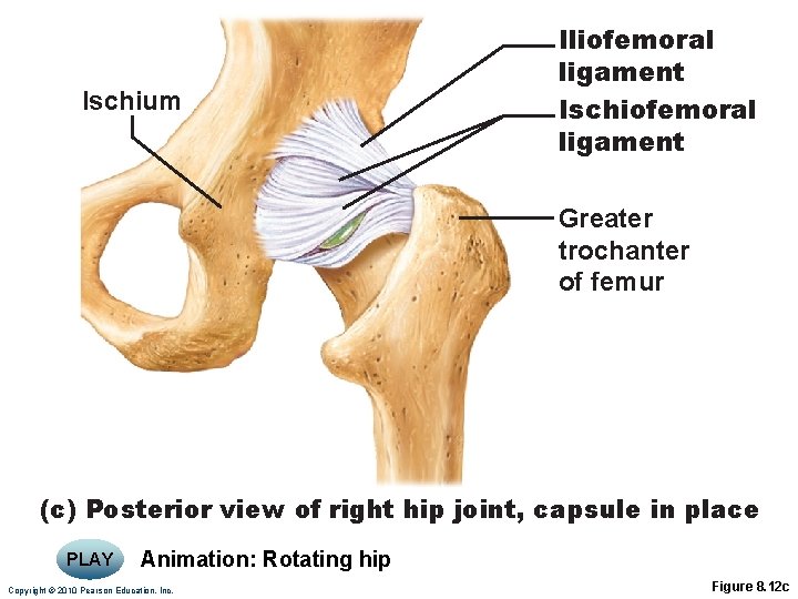 Ischium Iliofemoral ligament Ischiofemoral ligament Greater trochanter of femur (c) Posterior view of right