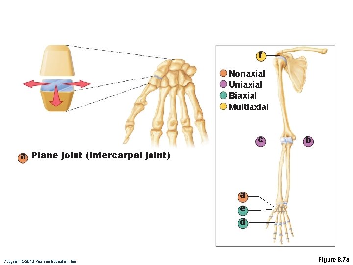 f Nonaxial Uniaxial Biaxial Multiaxial c b a Plane joint (intercarpal joint) a e