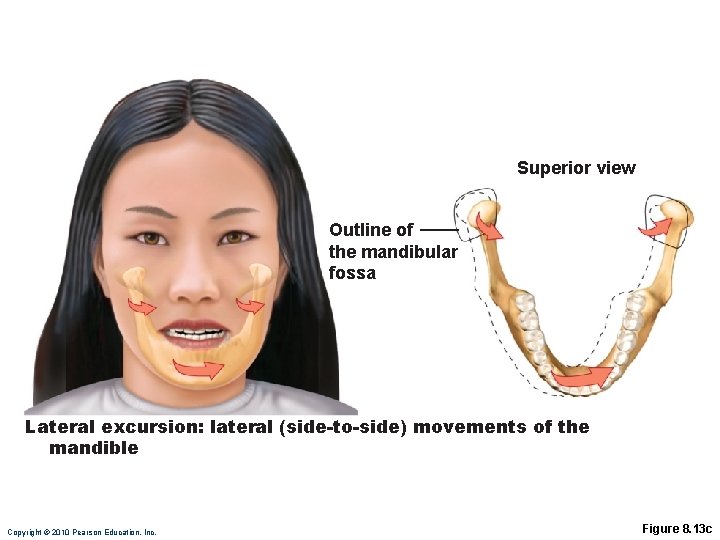 Superior view Outline of the mandibular fossa Lateral excursion: lateral (side-to-side) movements of the