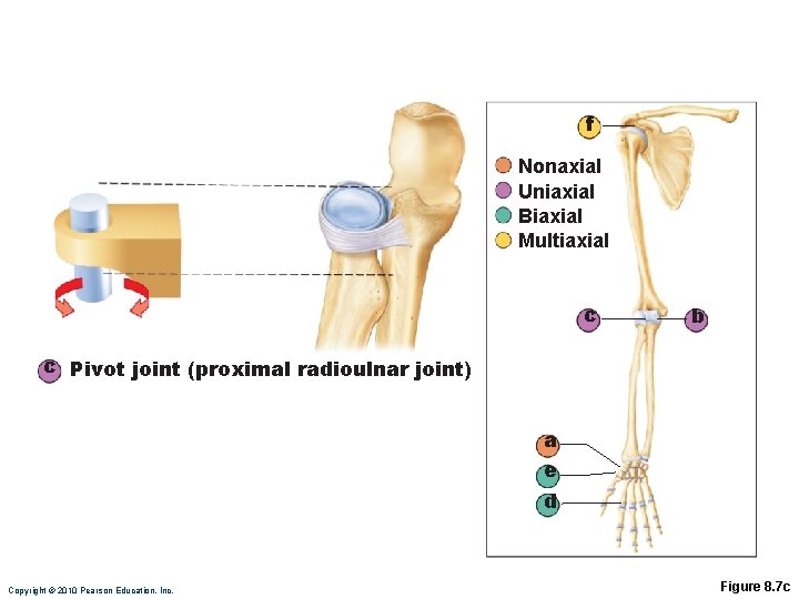 f Nonaxial Uniaxial Biaxial Multiaxial c b c Pivot joint (proximal radioulnar joint) a