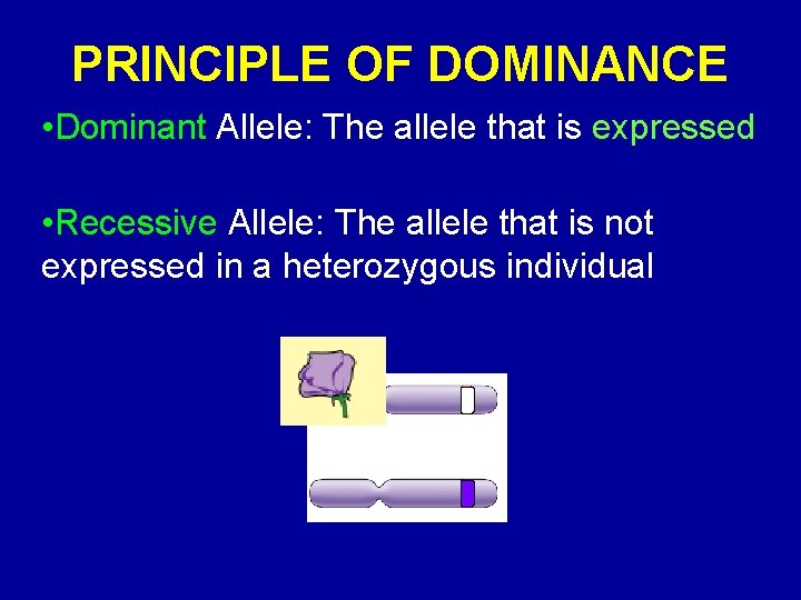 PRINCIPLE OF DOMINANCE • Dominant Allele: The allele that is expressed • Recessive Allele: