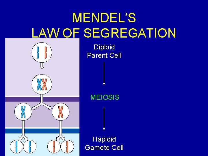 MENDEL’S LAW OF SEGREGATION Diploid Parent Cell MEIOSIS Haploid Gamete Cell 