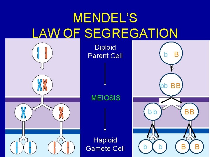 MENDEL’S LAW OF SEGREGATION Diploid Parent Cell b B bb B B MEIOSIS bb