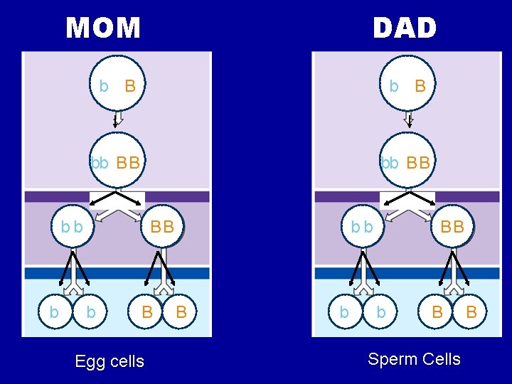 MOM b B bb B B bb b DAD BB b B Egg cells