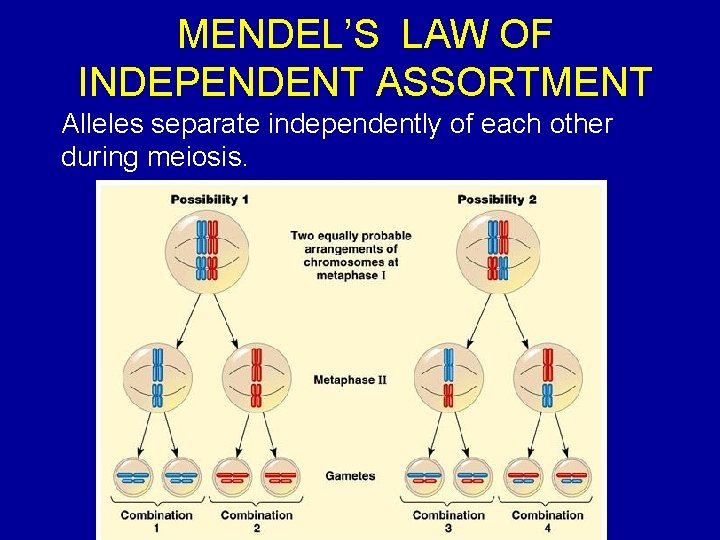 MENDEL’S LAW OF INDEPENDENT ASSORTMENT Alleles separate independently of each other during meiosis. 