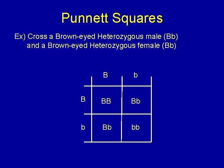 Punnett Squares Ex) Cross a Brown-eyed Heterozygous male (Bb) and a Brown-eyed Heterozygous female