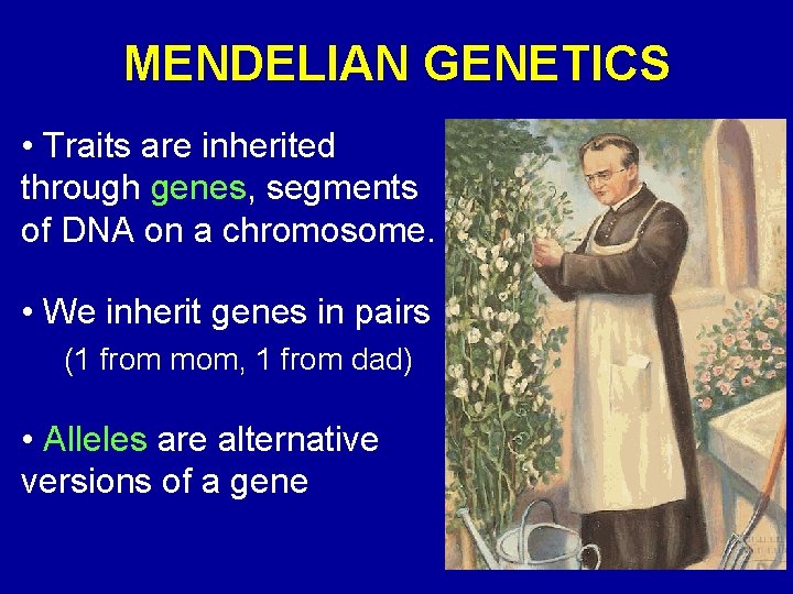 MENDELIAN GENETICS • Traits are inherited through genes, segments of DNA on a chromosome.