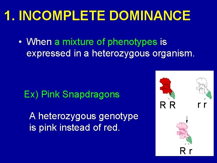 1. INCOMPLETE DOMINANCE • When a mixture of phenotypes is expressed in a heterozygous