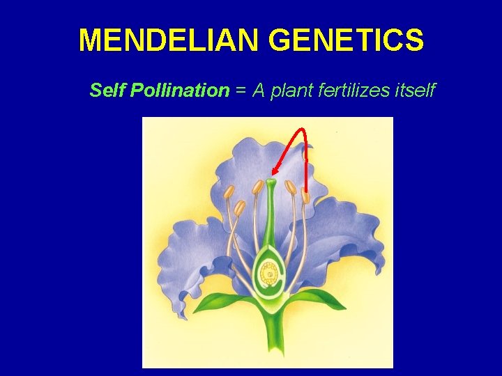 MENDELIAN GENETICS Self Pollination = A plant fertilizes itself 