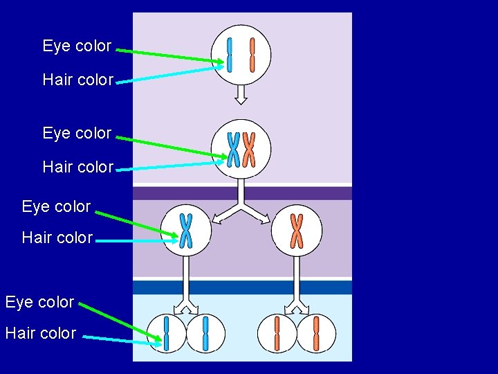 Eye color Hair color 