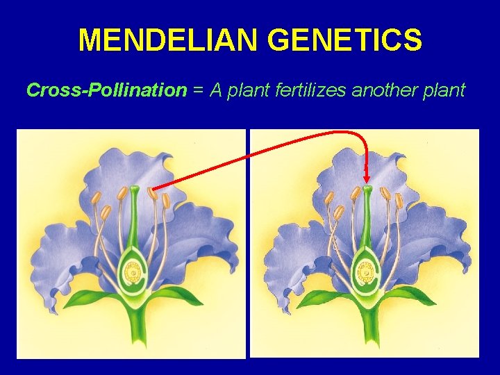 MENDELIAN GENETICS Cross-Pollination = A plant fertilizes another plant 