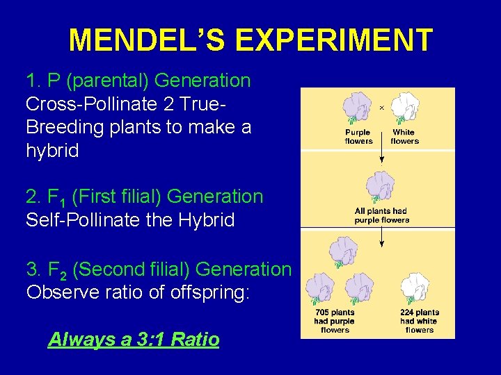 MENDEL’S EXPERIMENT 1. P (parental) Generation Cross-Pollinate 2 True. Breeding plants to make a