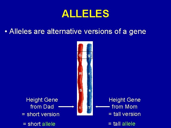 ALLELES • Alleles are alternative versions of a gene Height Gene from Dad =