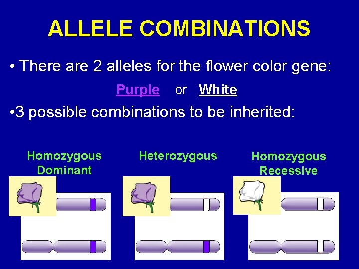 ALLELE COMBINATIONS • There are 2 alleles for the flower color gene: Purple or