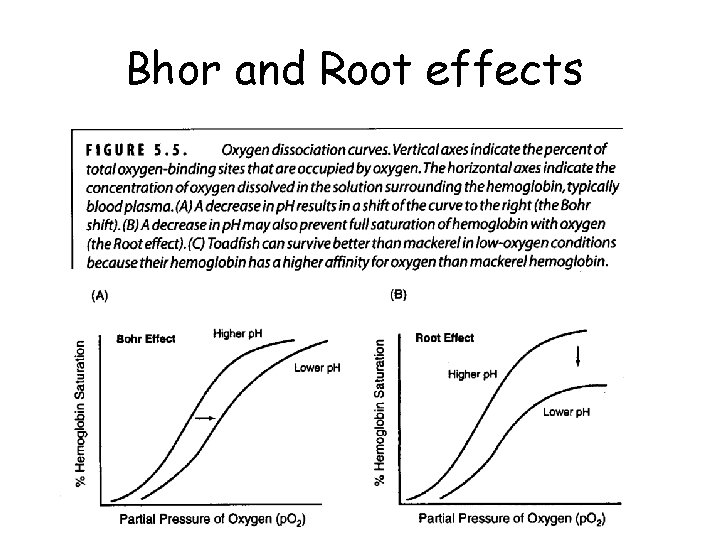 Bhor and Root effects 