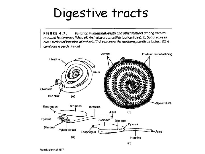 Digestive tracts 