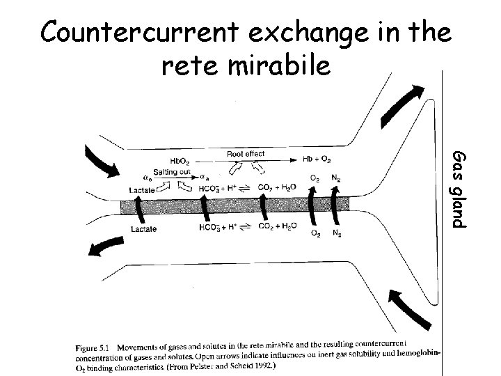 Countercurrent exchange in the rete mirabile Gas gland 