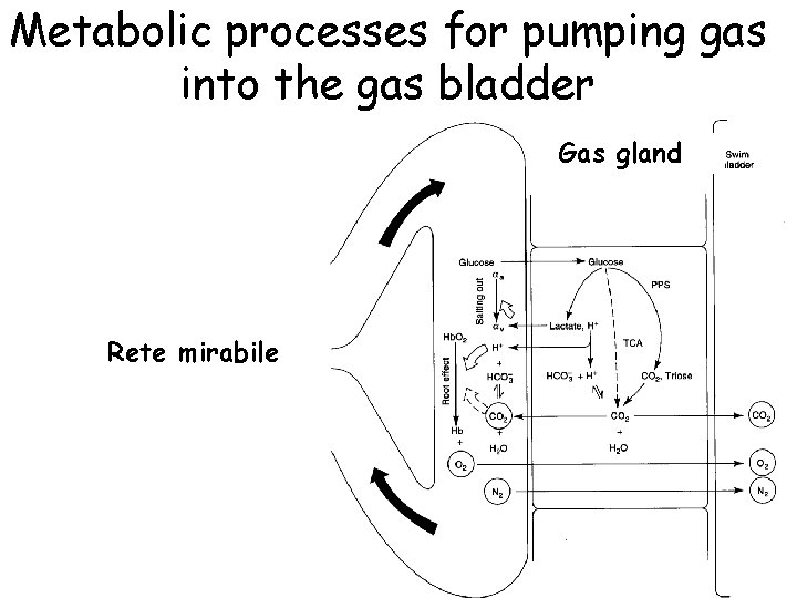 Metabolic processes for pumping gas into the gas bladder Gas gland Rete mirabile 