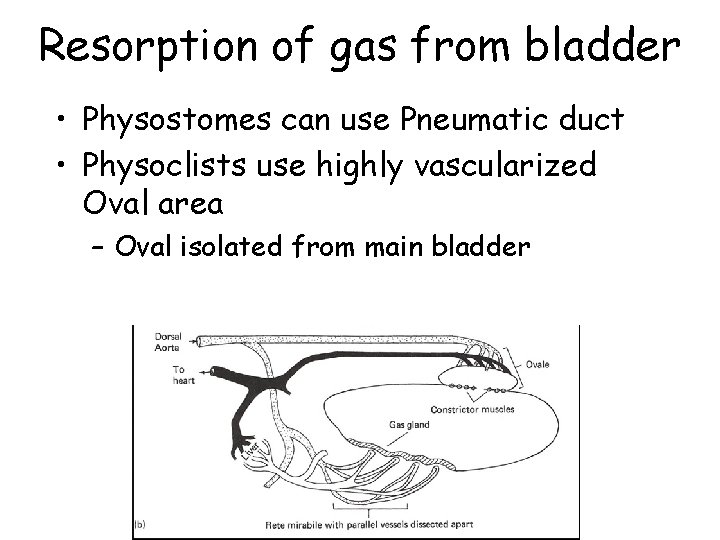 Resorption of gas from bladder • Physostomes can use Pneumatic duct • Physoclists use